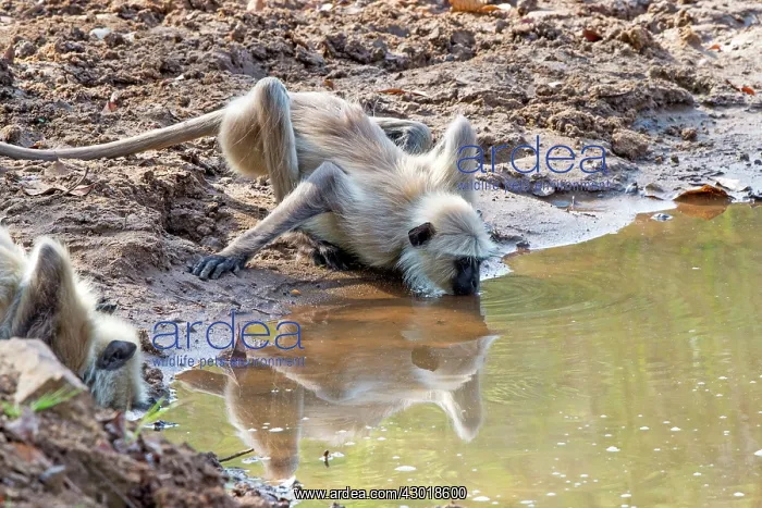  : Hanuman Langur drinking in a pond