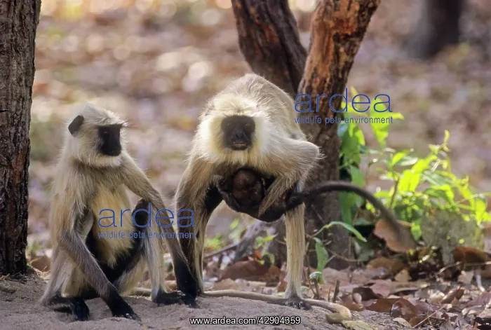 : Hanuman Langur family : Hanuman Langur family