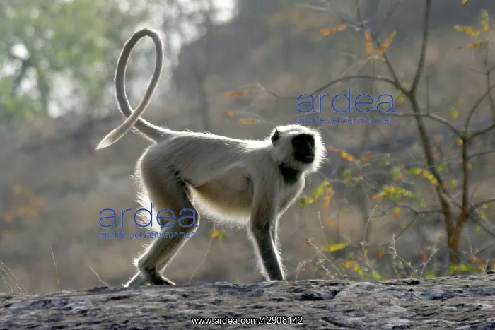  : Hanuman Langur Monkey