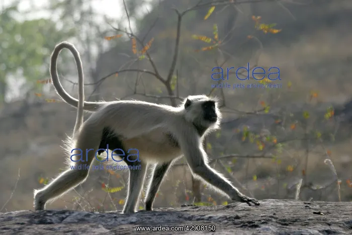 : Hanuman Langur Monkey : Hanuman Langur Monkey