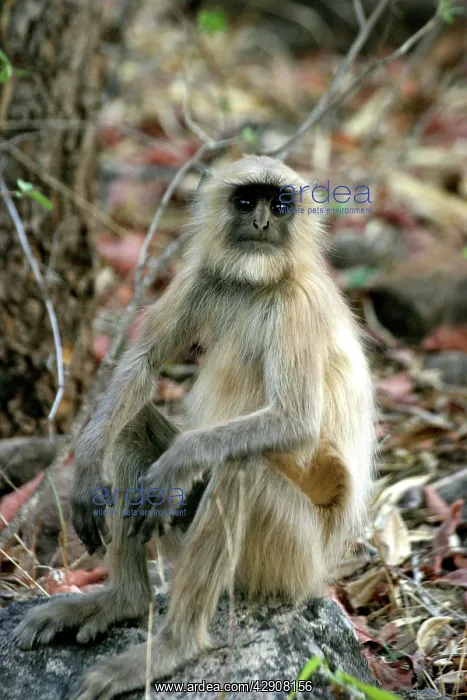 : Hanuman Langur Monkey : Hanuman Langur Monkey
