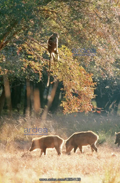 : Hanuman LANGUR MONKEY - in tree, with Wild Boar : Hanuman LANGUR MONKEY - in tree, with Wild Boar