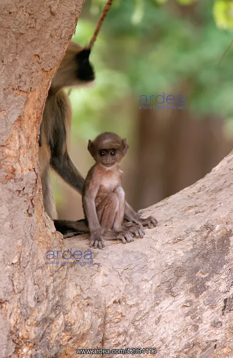: Hanuman Langur Monkey - young in tree : Hanuman Langur Monkey - young in tree