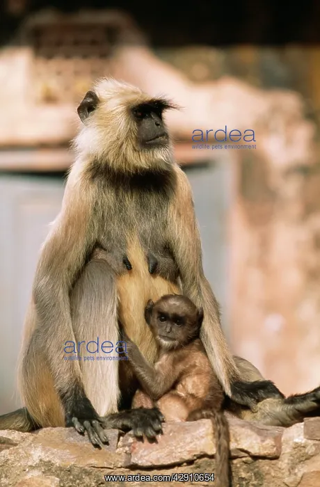 : Hanuman Langur MONKEYS - mother with baby : Hanuman Langur MONKEYS - mother with baby