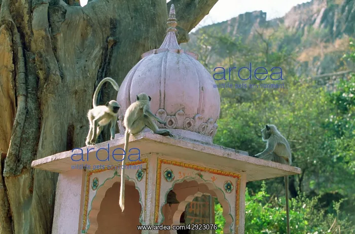 : Hanuman Langur MONKEYS- x3, on temple : Hanuman Langur MONKEYS- x3, on temple