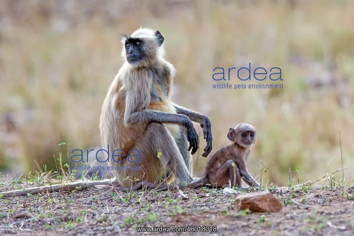 : Hanuman Langur mother and baby : Hanuman Langur mother and baby