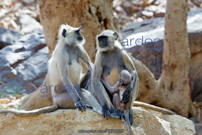  : Hanuman Langur mother and baby