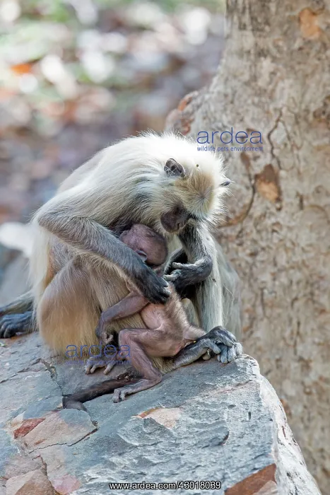 : Hanuman Langur mother and baby : Hanuman Langur mother and baby