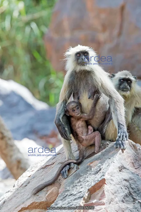 : Hanuman Langur mother and baby : Hanuman Langur mother and baby