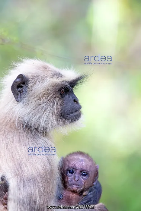 : Hanuman Langur mother and baby : Hanuman Langur mother and baby