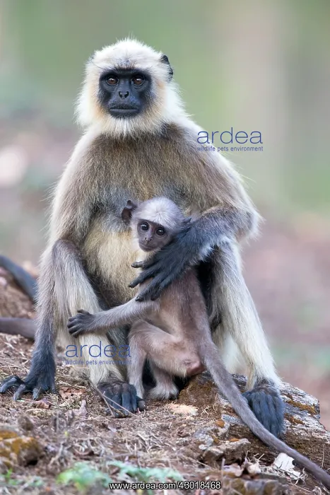 : Hanuman Langur mother and baby : Hanuman Langur mother and baby