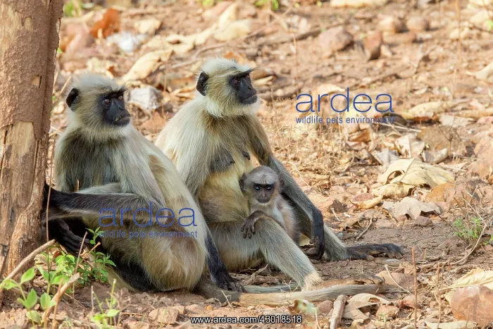 : Hanuman Langur mother and baby : Hanuman Langur mother and baby