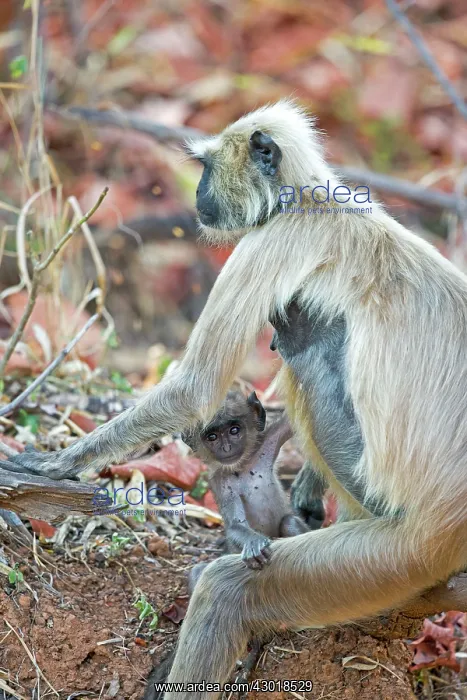 : Hanuman Langur mother and baby : Hanuman Langur mother and baby