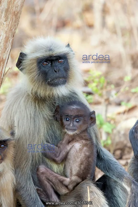 : Hanuman Langur mother and baby : Hanuman Langur mother and baby