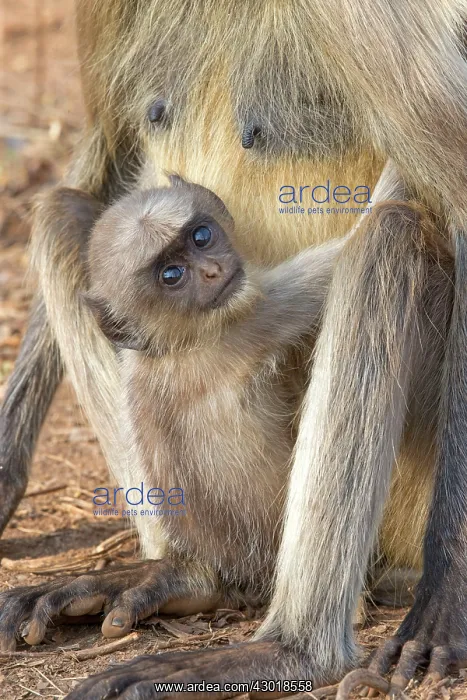 : Hanuman Langur mother and baby : Hanuman Langur mother and baby