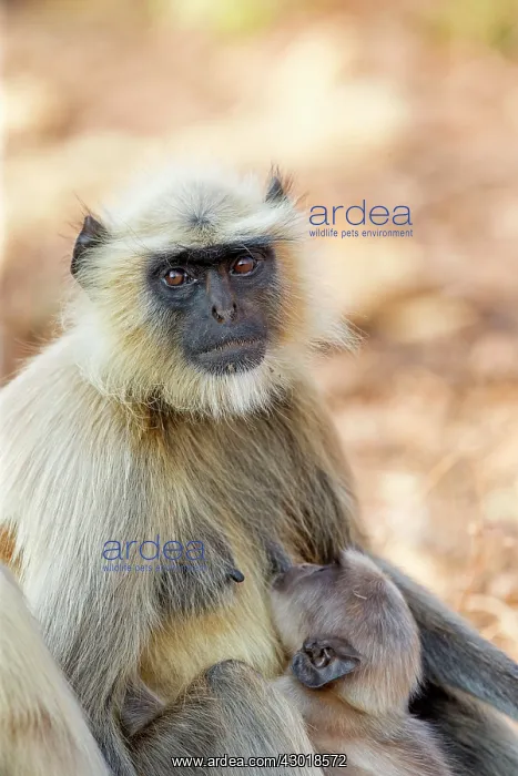 : Hanuman Langur mother and baby : Hanuman Langur mother and baby