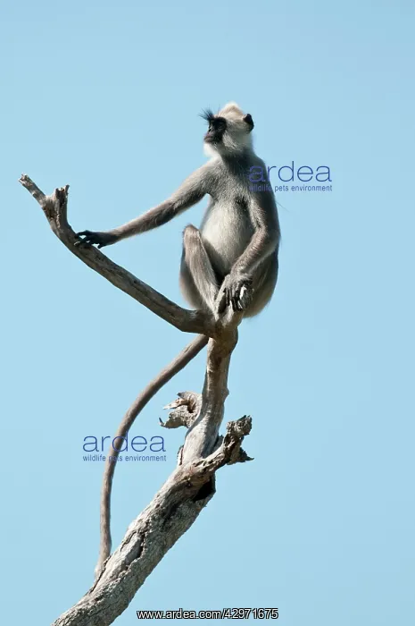 : Hanuman Langur - sitting on dead branch against : Hanuman Langur - sitting on dead branch against
