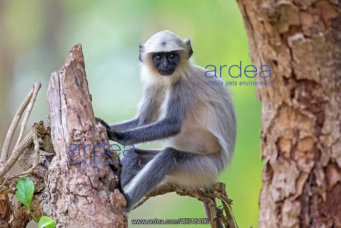 : Hanuman Langur young : Hanuman Langur young