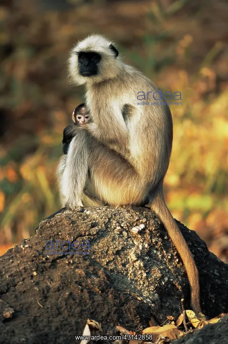 : Hanuman / Southern Plains Gray Langur : Hanuman / Southern Plains Gray Langur