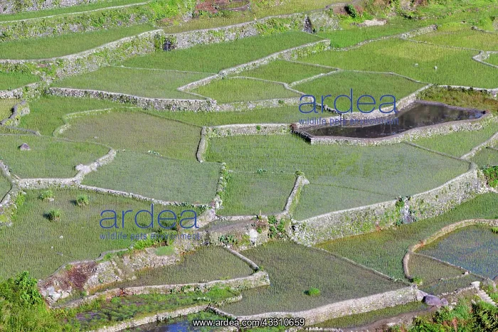 : Hapao rice terraces, near Banaue, Philippines, Asia : Hapao rice terraces, near Banaue, Philippines, Asia