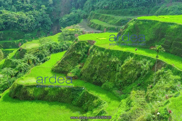 : Hapao rice terraces, part of the world heritage : Hapao rice terraces, part of the world heritage