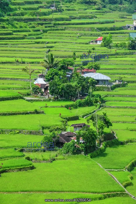 : Hapao rice terraces, part of the world heritage : Hapao rice terraces, part of the world heritage