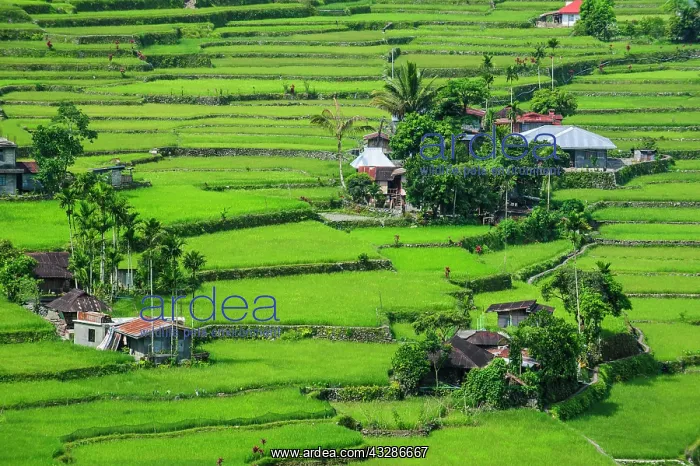 : Hapao rice terraces, part of the world heritage : Hapao rice terraces, part of the world heritage