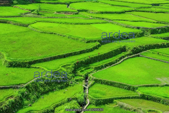 : Hapao rice terraces, part of the world heritage : Hapao rice terraces, part of the world heritage