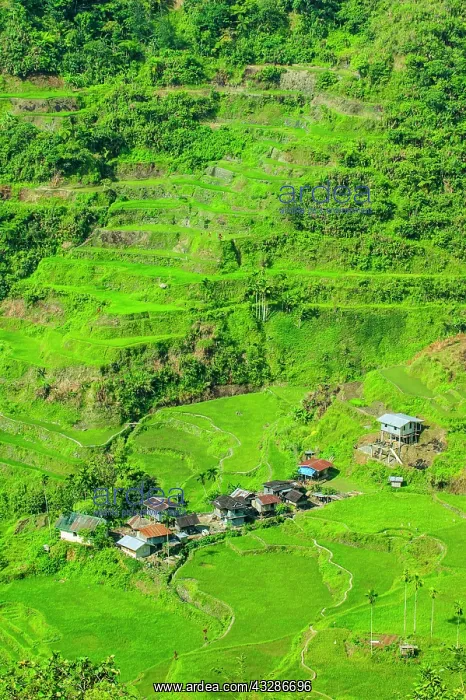 : Hapao rice terraces, part of the world heritage : Hapao rice terraces, part of the world heritage