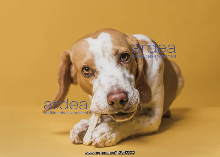 : happy adorable dog eating bone 2. Resolution and : happy adorable dog eating bone 2. Resolution and