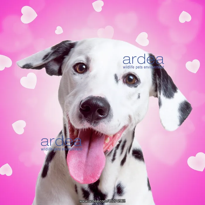 : Happy Dalmatian dog hearts / valentine background : Happy Dalmatian dog hearts / valentine background
