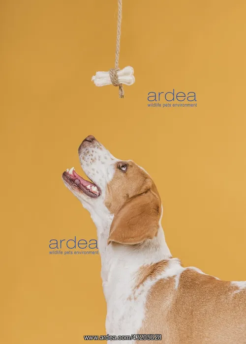 : happy dog looking up bone : happy dog looking up bone