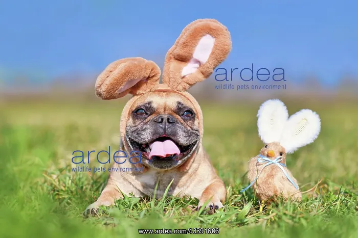 : Happy Easter French Bulldog dog with rabbit costume : Happy Easter French Bulldog dog with rabbit costume