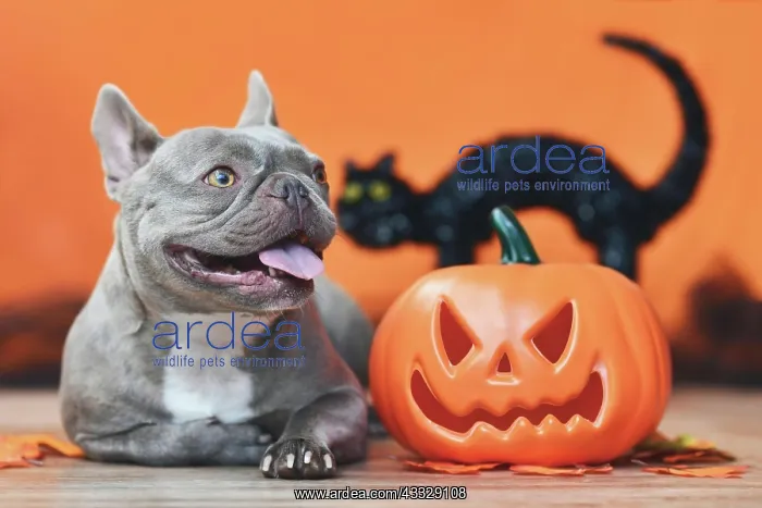 : Happy French Bulldog dog with carved Halloween p : Happy French Bulldog dog with carved Halloween p
