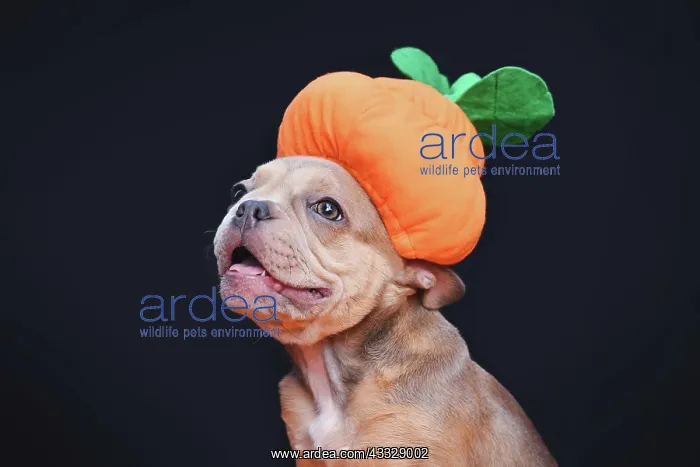 : Happy French Bulldog dog puppy wearing funny Hal : Happy French Bulldog dog puppy wearing funny Hal