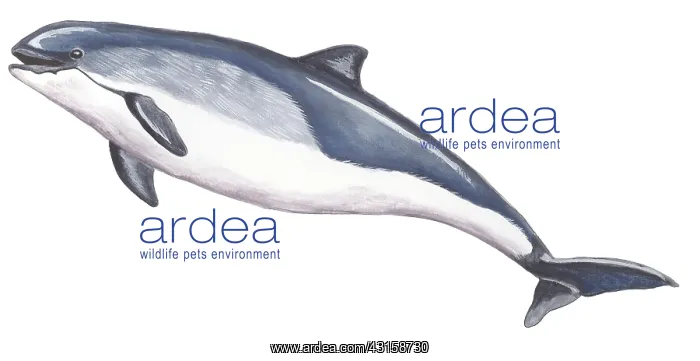: Harbor Porpoise : Harbor Porpoise