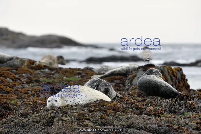 : Harbor Seal : Harbor Seal