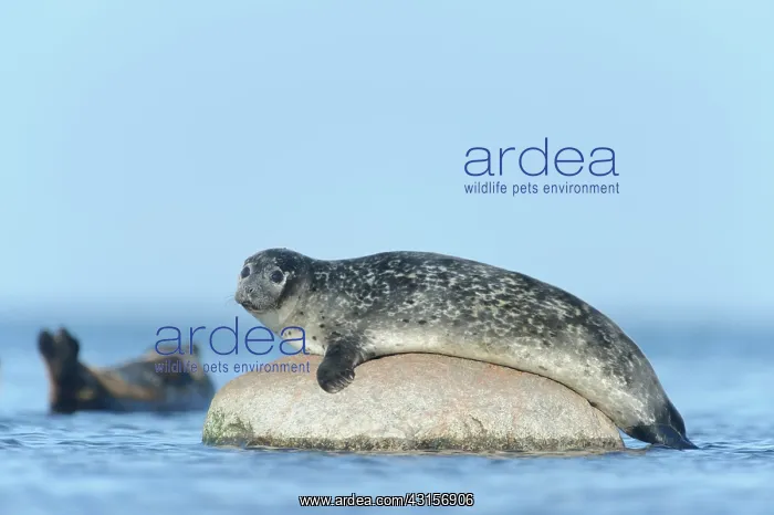 : Harbor Seal : Harbor Seal