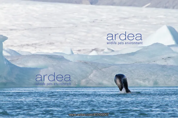 : Harbor Seal : Harbor Seal