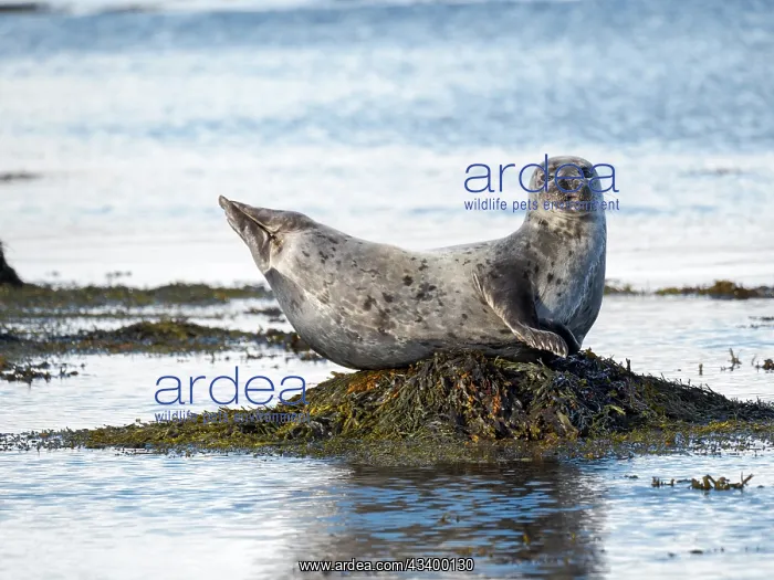 : Harbor Seal near Djupavik in Iceland. The Westfjords : Harbor Seal near Djupavik in Iceland. The Westfjords