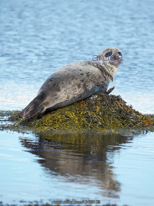 : Harbor Seal near Djupavik in Iceland. The Westfjords : Harbor Seal near Djupavik in Iceland. The Westfjords