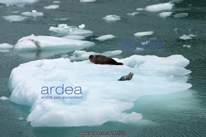 : harbor seal Phoca vitulina mother with pup on iceberg LeCont : harbor seal Phoca vitulina mother with pup on iceberg LeCont