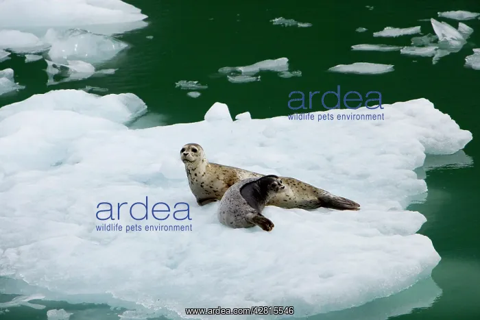 : Harbor seal Phoca vitulina mother with pup on iceberg LeCont : Harbor seal Phoca vitulina mother with pup on iceberg LeCont
