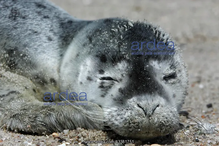 : Harbor seal (Phoca vitulina), portrait of a howler : Harbor seal (Phoca vitulina), portrait of a howler