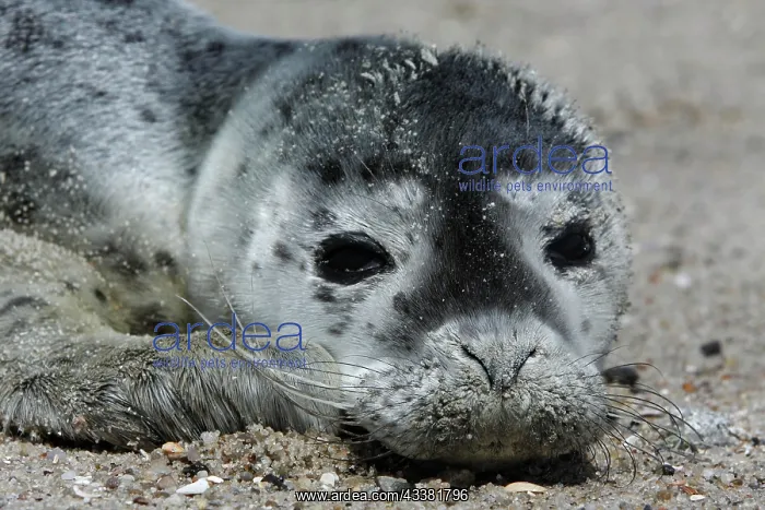 : Harbor seal (Phoca vitulina), portrait of a howler : Harbor seal (Phoca vitulina), portrait of a howler