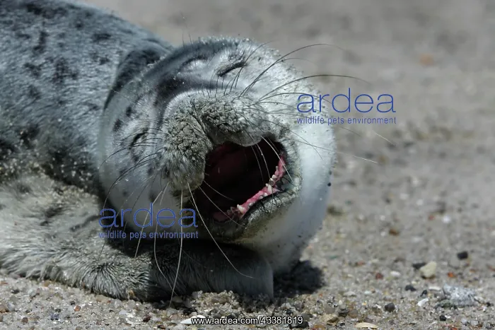 : Harbor seal (Phoca vitulina), portrait of a howler : Harbor seal (Phoca vitulina), portrait of a howler