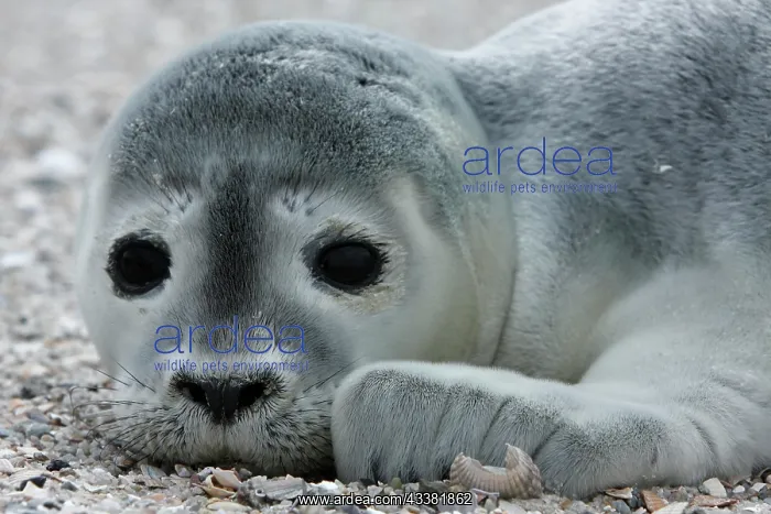 : Harbor seal (Phoca vitulina), portrait of a howler : Harbor seal (Phoca vitulina), portrait of a howler