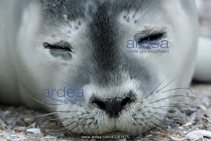 : Harbor seal (Phoca vitulina), portrait of a howler : Harbor seal (Phoca vitulina), portrait of a howler