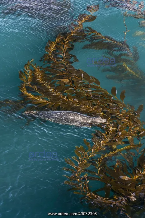 : Harbor seal (Phoca vitulina) resting on giant kelp : Harbor seal (Phoca vitulina) resting on giant kelp