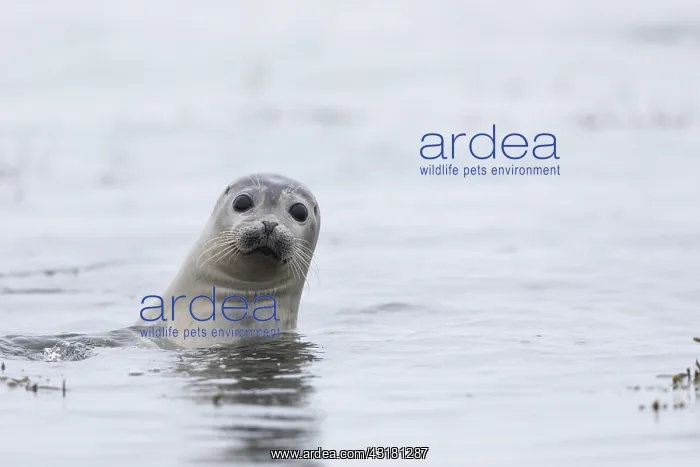 : Harbor seal (Phoca vitulina) in the sea, Iceland : Harbor seal (Phoca vitulina) in the sea, Iceland